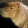 Sleeping Capybara, just like me.